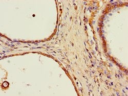 Invitrogen SPPL2A Polyclonal Antibody 100 &mu;g; Unconjugated:Antibodies,