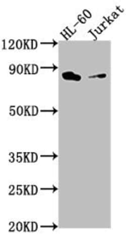 Invitrogen ELMO1 Polyclonal Antibody 100 &mu;L; Unconjugated:Antibodies,