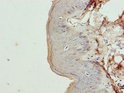 Invitrogen Cytokeratin 35 Polyclonal Antibody 100 &mu;g; Unconjugated:Antibodies,
