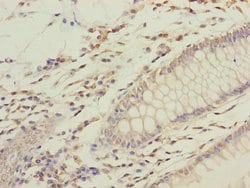 Invitrogen GFM2 Polyclonal Antibody 100 &mu;L; Unconjugated:Antibodies,