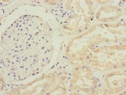 Invitrogen GFM2 Polyclonal Antibody 100 &mu;L; Unconjugated:Antibodies,