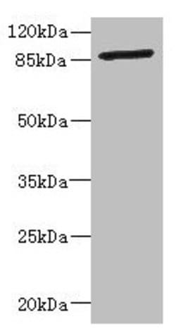 Invitrogen GFM2 Polyclonal Antibody 100 &mu;L; Unconjugated:Antibodies,