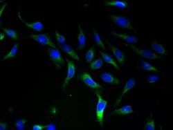 Invitrogen SLC25A46 Polyclonal Antibody 100 &mu;g; Unconjugated:Antibodies,
