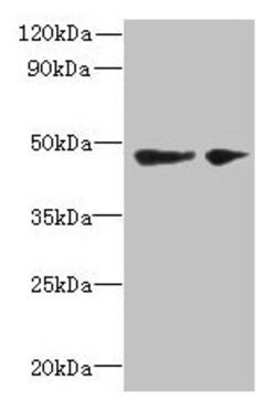 Invitrogen SLC25A46 Polyclonal Antibody 100 &mu;g; Unconjugated:Antibodies,