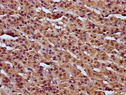Invitrogen RCN3 Polyclonal Antibody 100 &mu;g; Unconjugated:Antibodies,