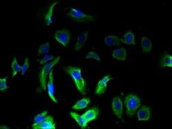 Invitrogen OMA1 Polyclonal Antibody 100 &mu;g; Unconjugated:Antibodies,