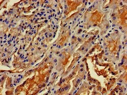 Invitrogen OMA1 Polyclonal Antibody 100 &mu;g; Unconjugated:Antibodies,