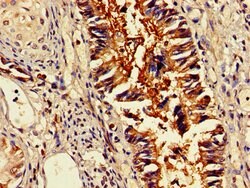 Invitrogen OMA1 Polyclonal Antibody 100 &mu;g; Unconjugated:Antibodies,