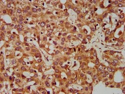 CLCC1 Polyclonal Antibody, Invitrogen 100 &mu;g; Unconjugated:Antibodies,