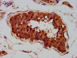 CLCC1 Polyclonal Antibody, Invitrogen 100 &mu;g; Unconjugated:Antibodies,