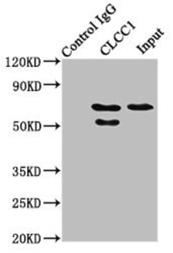 CLCC1 Polyclonal Antibody, Invitrogen 100 &mu;g; Unconjugated:Antibodies,