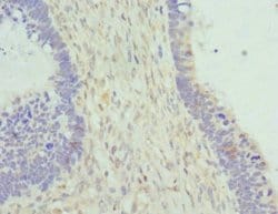 Invitrogen Cytohesin 2 Polyclonal Antibody 100 &mu;L; Unconjugated:Antibodies,
