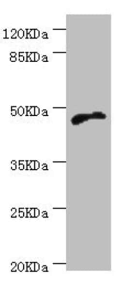Invitrogen Cytohesin 2 Polyclonal Antibody 100 &mu;L; Unconjugated:Antibodies,