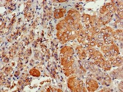 Invitrogen Cdc6 Polyclonal Antibody 100 &mu;g; Unconjugated:Antibodies,