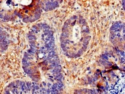 Invitrogen Cdc6 Polyclonal Antibody 100 &mu;g; Unconjugated:Antibodies,