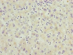 Invitrogen RNF5 Polyclonal Antibody 100 &mu;L | Buy Online | Invitrogen&trade; | Fisher Scientific