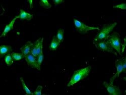 Invitrogen PAIP2 Polyclonal Antibody 100 &mu;g; Unconjugated:Antibodies,