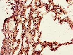 Invitrogen PAIP2 Polyclonal Antibody 100 &mu;g; Unconjugated:Antibodies,