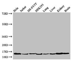 Invitrogen PAIP2 Polyclonal Antibody 100 &mu;g; Unconjugated:Antibodies,