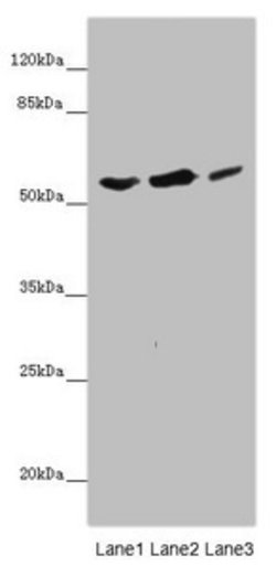 Invitrogen KCNS3 Polyclonal Antibody 100 &mu;L; Unconjugated:Antibodies,