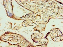 Invitrogen AGPAT1 Polyclonal Antibody 100 &mu;L; Unconjugated:Antibodies,