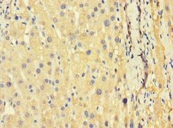 Invitrogen GILZ Polyclonal Antibody 100 &mu;g; Unconjugated:Antibodies,
