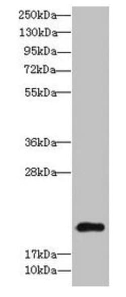 Invitrogen GILZ Polyclonal Antibody 100 &mu;g; Unconjugated:Antibodies,