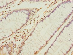 Invitrogen NAPG Polyclonal Antibody 100 &mu;L; Unconjugated:Antibodies,