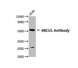 Invitrogen MICU1 Polyclonal Antibody 100 &mu;g; Unconjugated:Antibodies,