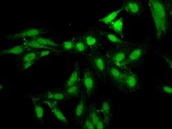Invitrogen NPAS2 Polyclonal Antibody 100 &mu;g; Unconjugated:Antibodies,