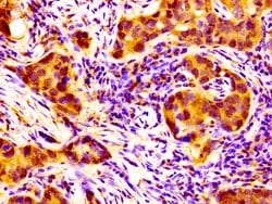 Invitrogen NPAS2 Polyclonal Antibody 100 &mu;g; Unconjugated:Antibodies,