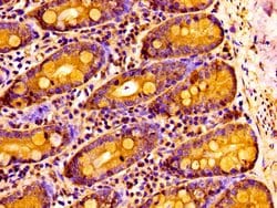 Invitrogen NPAS2 Polyclonal Antibody 100 &mu;g; Unconjugated:Antibodies,