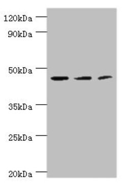 Invitrogen Aminoacylase Polyclonal Antibody 100 &mu;L; Unconjugated:Antibodies,