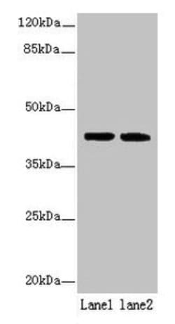 Invitrogen SDF4 Polyclonal Antibody 100 &mu;g; Unconjugated:Antibodies,