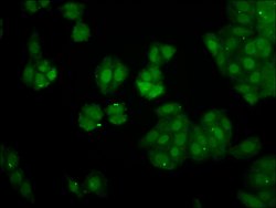 Invitrogen PIN4 Polyclonal Antibody 100 &mu;g; Unconjugated:Antibodies,