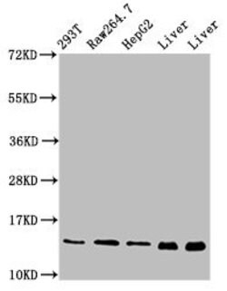 Invitrogen PIN4 Polyclonal Antibody 100 &mu;g; Unconjugated:Antibodies,
