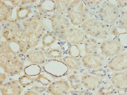 Invitrogen MRPL18 Polyclonal Antibody 100 &mu;g; Unconjugated:Antibodies,