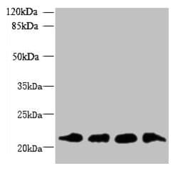 Invitrogen MRPL18 Polyclonal Antibody 100 &mu;g; Unconjugated:Antibodies,
