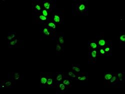 XAB2 Polyclonal Antibody:Antibodies, Polyclonal