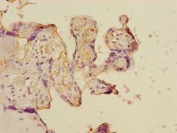 Invitrogen TAIP12 Polyclonal Antibody 100 &mu;L; Unconjugated:Antibodies,