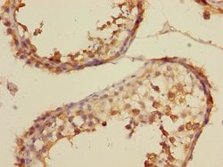 Invitrogen TAIP12 Polyclonal Antibody 100 &mu;L; Unconjugated:Antibodies,