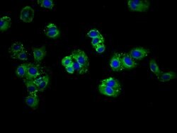 Invitrogen ABCG5 Polyclonal Antibody 100 &mu;g; Unconjugated:Antibodies,
