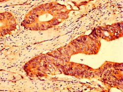 Invitrogen ABCG5 Polyclonal Antibody 100 &mu;g; Unconjugated:Antibodies,
