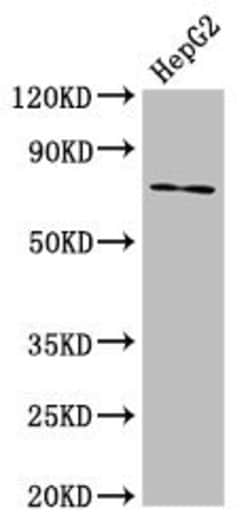 Invitrogen ABCG5 Polyclonal Antibody 100 &mu;g; Unconjugated:Antibodies,
