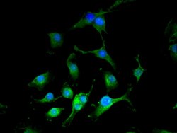 Invitrogen NARFL Polyclonal Antibody 100 &mu;g; Unconjugated:Antibodies,
