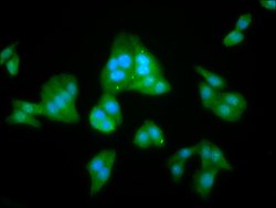 Invitrogen LANCL2 Polyclonal Antibody 100 &mu;g; Unconjugated:Antibodies,