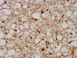 Invitrogen LANCL2 Polyclonal Antibody 100 &mu;g; Unconjugated:Antibodies,
