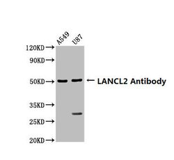 Invitrogen LANCL2 Polyclonal Antibody 100 &mu;g; Unconjugated:Antibodies,