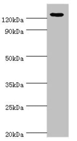 Invitrogen NALP2 Polyclonal Antibody 100 &mu;L; Unconjugated:Antibodies,