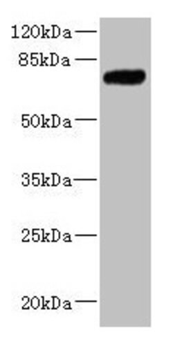Invitrogen KLHL13 Polyclonal Antibody 100 &mu;L | Buy Online | Invitrogen&trade; | Fisher Scientific